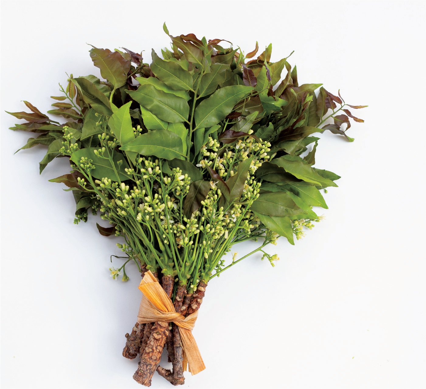 Neem, the ayurvedic herb has many health benefits