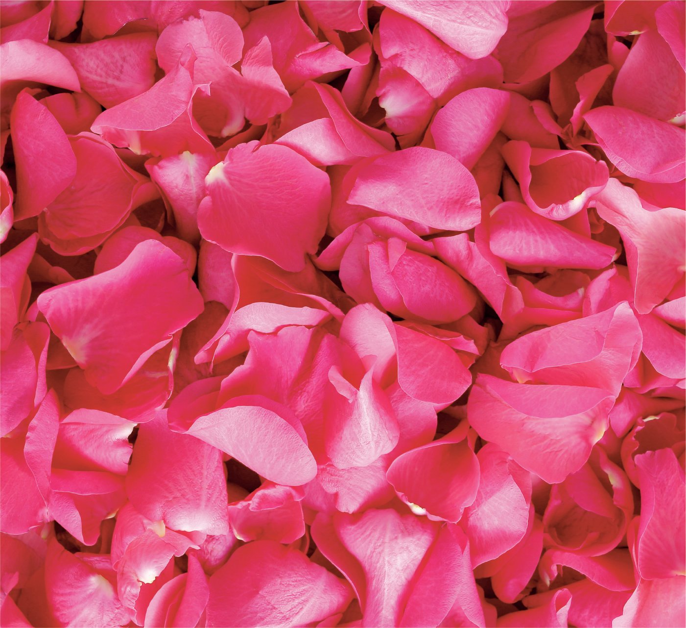 rose petals for organic gulkand 