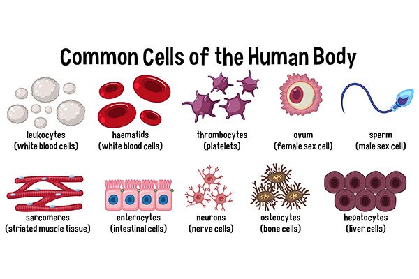 human body cells