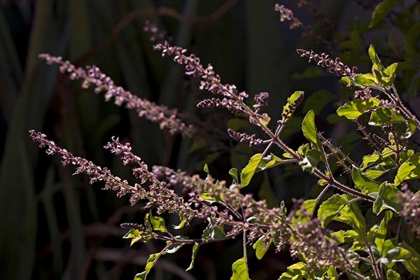 Tulsi  for sexual health