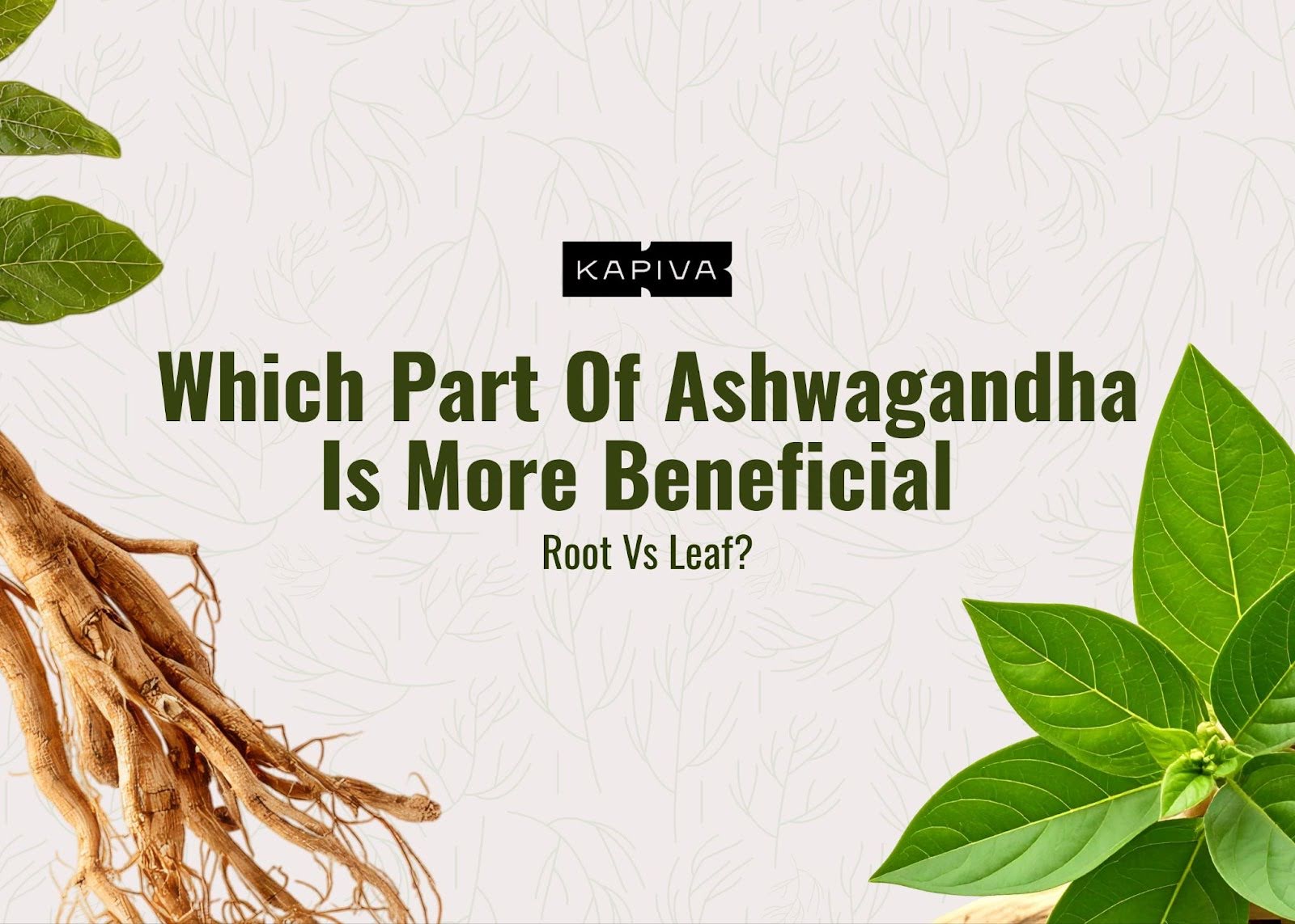 Which Part Of Ashwagandha Is More Beneficial: Root Vs Leaf?