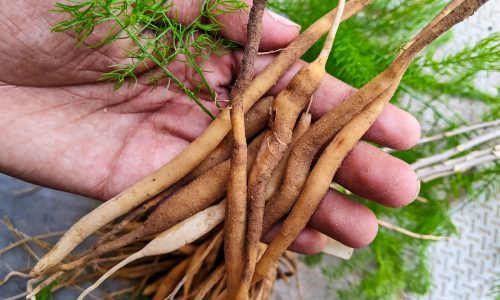 Shatavari For Irregular Periods: 5 Ways It Balances Hormones In Women